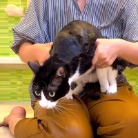 白黒ネコとママが初めて一緒にお風呂に入った結果→思わず笑ってしまう『まさかの行動』に反響「怖かったのね」「まさにロケット発射ｗｗ」