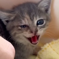 『倉庫下にいた痛々しい状態の子猫』が保護された結果…幸せをつかむまでの『70日間の軌跡』に感動「キレイになって美猫さん」「よかったね」