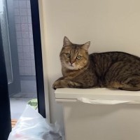 窓から入ってくる『涼しい風を堪能していた猫』→窓が閉められると…まさかの表情に「可愛すぎてワロタｗ」「しょもしょもしてるｗ」と爆笑の声