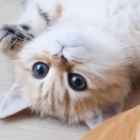 毛づくろいされ続けて『変なポーズ』になってしまった子猫…可愛すぎる光景に癒される人が続出「本当に可愛い赤ちゃんたち」「なんて愛らしさ」