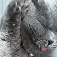 グルーミング中の猫を『スローで撮影』してみた結果…驚きの事実と『可愛すぎる光景』が34万再生「ずっと見ていられるｗ」「愛おしい」