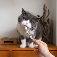 猫に食べさせてはいけない『魚の加工食品』4選　それぞれの理由や健康に与える影響まで