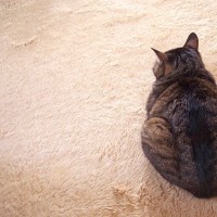 猫が『嫉妬』しているときにみせるサイン4つ　やきもち行動の心理や仲直りする方法もご紹介