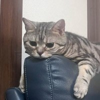 奥さんの実家の猫をあずかって『2日目』になると…まさかの光景に「うらやましい」「自分の居場所を作ってるｗ」と12万再生の反響