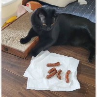 ネコに『かりんとう』を見せたら、『勘違い』して…まさかの行動に爆笑の声続出「見た目で間違えたのかなｗ」「形は似ているからねｗ」