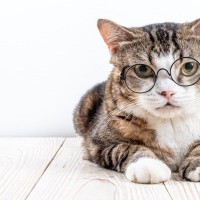 猫の『視力低下』の原因となる病気3選　目が見えていないときのサインや予防策まで解説