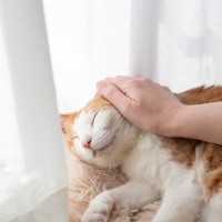 愛猫が『亡くなる前』にしてあげたいこと4選　残された時間で飼い主が大切にすべき想いとは