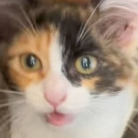 子猫に『おいで、病院』と声をかけると…驚きが隠せない『まさかの反応』が59万再生「猫生2週目かなｗ」「やっぱり三毛は天才」