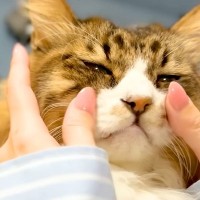 元野良ネコの『触っても大丈夫な場所』を調査→NGゾーンに突入した瞬間…『驚きの反応』に爆笑「ぱっかーんｗｗ」「ファンサービス最高」