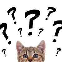 猫にまつわる難しい『カタカナ用語』3つ　あなたはいくつ分かりますか？
