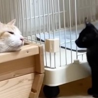 先住猫が箱の中で眠っていると、保護子猫がやってきて…思わず涙がでるほど『尊すぎる瞬間』に「感動した」「マタタビ成分でもあるのかなｗ」