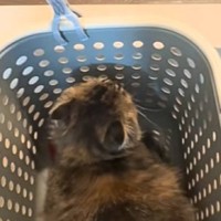 『何が面白いんだろう…』洗濯カゴの中に入るネコ→思わず笑っちゃう遊びの様子が100万再生「人間の子供みたいｗ」「遊んでくれてるのかな」