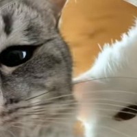 瓶の中にカメラを設置して『おやつを取りたい猫』を撮影したら…可愛すぎ注意な光景が62万再生「おやつになれて良かった」「くっそニヤけた」