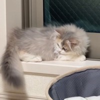 窓辺でまったりと寝そべっていた子猫→自分のしっぽを見ると……可愛すぎる行動に「猫生一週目すぎる」「癒やし…」と笑顔になる人が続出