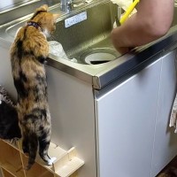 立ち上がってシンクを見つめる猫→『飼い主さんが洗っていた』のは……可愛すぎる瞬間が24万再生「人間の子供と一緒」「特等席だねｗ」