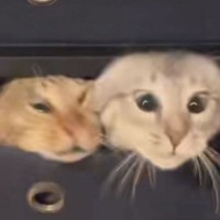 まったりしていた2匹の猫→『おやつの引き出しが開いた』次の瞬間…想像を超えてくる反応が78万再生「ヤバすぎｗ」「とんでもない顔ｗ」