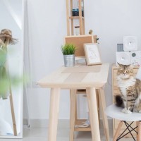 猫が起こしかねない『火事』の原因3つ　危険な火災トラブルを防ぐ予防策も