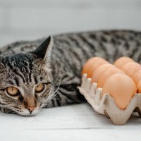 猫に『卵』を与えるときに注意すべきこと4つ　もたらすメリットや正しい方法もご紹介
