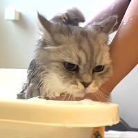 ３匹の長毛ネコをお風呂に入れた結果→ドライヤーハウスで乾かそうとしたら、１匹が…『まさかの行動』に爆笑「衝撃的だった」「新たな才能」