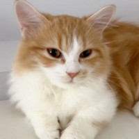 目を覚ました猫に『ごはん食べよう』と声をかけたら…たまらなく愛おしい『想定外の瞬間』が31万再生「可愛すぎて泣けた」「お誘いがうまいｗ」