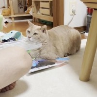 息子のことが大好きなネコ→寄り添い『見守り続ける様子』が尊すぎると反響「愛おしくてたまらないね」「穏やかな優しい顔している」