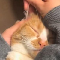 ネコに『痛かったら左手挙げてくださーい』と伝えた結果…耳掃除中の『まさかの行動』が89万再生「マジでかわいいｗｗ」「爆笑したｗ」