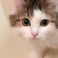 『飼い主が溺れている』と勘違いした猫が、まさかの行動に…感動的な光景が514万再生「ほんとに心配されてるｗ」「ガチ泣きした」と大反響