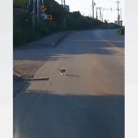 車の運転中、突然『目の前に飛び出してきた子猫』→慌てて停めると、まさかの行動に…『感動の展開』が173万再生「とっても素敵」「泣いた」