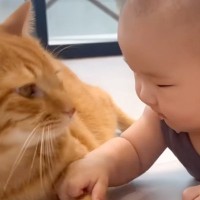 赤ちゃんからの積極的なスキンシップに……お兄ちゃん猫が見せた『優しすぎる対応』が42万再生「なんて温厚なんだ」「尊いしかない」と絶賛