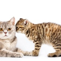 『猫のキモチ』を読み取るためのポイント3つ　見た目の変化や仕草からわかる愛猫の心理とは？