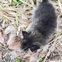 ワンコの散歩中に草むらから出てきた子猫を保護→病院に連れて行くと…獣医師による『まさかの診断結果』に２万いいね「名医」「不治の病だ」