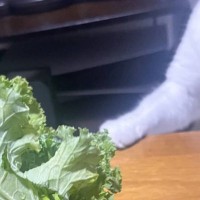 テーブルの上に置いてあった『生野菜』→猫が近づいてきて…思わず笑っちゃう光景に５万いいね「犯行の瞬間ｗ」「なんて鮮やかな横取り」と話題