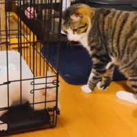 先輩猫が『ケージの中にいる子猫』と遊んでいると…完全に想定外な『驚きの瞬間』に３万いいね「10年来の謎が解けた」「液体って本当なんだ」