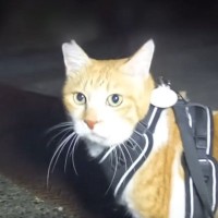 『大スキなおっちゃんとの再会』で……猫が見せた『可愛すぎる行動』が123万再生の大反響「時間差でｗ」「おっちゃんも喜んでると思うｗ」