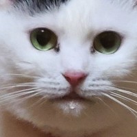 ねこの冬毛が"ピーク"を迎えた結果…あまりにも強そうな『驚きの肩幅』が107万表示「相当鍛えてるね」「横綱感ある」と大反響