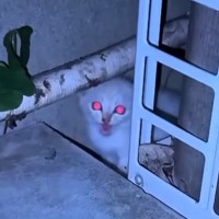 真夜中に外から『子猫の大きな鳴き声』→なんとか保護しようと探したら…涙あふれるエピソードが21万再生「本当にありがとう」「泣けてくる」
