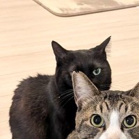 『黒猫を撮ろうとした』次の瞬間…想定外の『微笑ましい光景』に2万7000いいね「写ることを理解しているのかな」「とっても可愛いｗ」