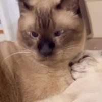 先輩猫のとなりで子猫が『添い寝』していたら…完全に想定外な『爆笑の展開』が69万再生「仲良くしてｗ」「あまりにも可愛すぎるｗ」