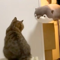 洗われたはずの猫のおもちゃが『巨大化するドッキリ』をした結果→戸惑いの表情を浮かべていたけれど…『素敵な展開』に反響「仲間増えたね」