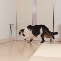 病院用のキャリーを出したママ→連れていく予定ではないネコが…勘違いして見せた『わかりやすすぎる行動』に爆笑「すぐわかるのがすごい」