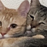 キジトラのことが大好きな茶トラ猫→『べったりとくっついている』と…微笑ましすぎる光景に13万いいね「迷惑そうな顔ｗ」「幸せが詰まってる」