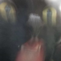 毛づくろい中の黒猫を撮影してみると…『まさかの光景』に『５万いいねの反響』「かなり勢いあって笑ったｗ」「アッパーをぶちかます猫」