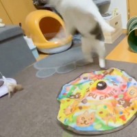 興奮しすぎて訳が分からなくなった猫→『部屋のドアを自分で開けようとした』次の瞬間…思わぬ展開に３万いいね「動きがすごいｗ」「最高」