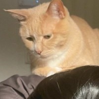 出産日前日、『陣痛に耐えるママ』に……『猫が見せた行動』に笑顔になる人が続出「愛されているね」「心配そうな顔で見てるけどｗ」と１万いいね