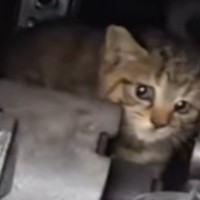 トラックのエンジンルームで半日以上も…『怯えていた子猫』を保護して翌日→泣ける光景が181万再生「よく頑張ったね」「素敵なお話で涙」