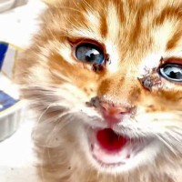 『海沿いの危険な場所で鳴いていた子猫』を保護した結果…涙が止まらない『素敵な結末』に感動の声「うるうるきた」「いい人に拾われて良かった」