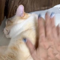 名前を呼んでも、体をゆすっても『全然起きなかった猫』が次の瞬間…267万再生された『まさかの展開』に「つまり聞こえた上でｗ」「ばり早いｗ」