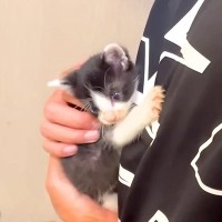 生後４週間の赤ちゃんネコ→抱っこからおろそうとしたら…思わず笑ってしまう『愛おしい反応』に「甘えん坊全開」「ママだと思われてる」と反響