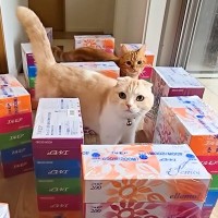 ティッシュの箱で廊下に『迷路』を作った結果→猫と犬が見せた『100点満点のリアクション』が話題「声出して笑った」「助けに行くの優しい」