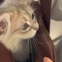 お姉ちゃんが学校に行こうとすると、バッグの中に…猫が見せた『尊い行動』に癒される人が続出「連れて行ってあげたくなるね」「かわいいｗ」